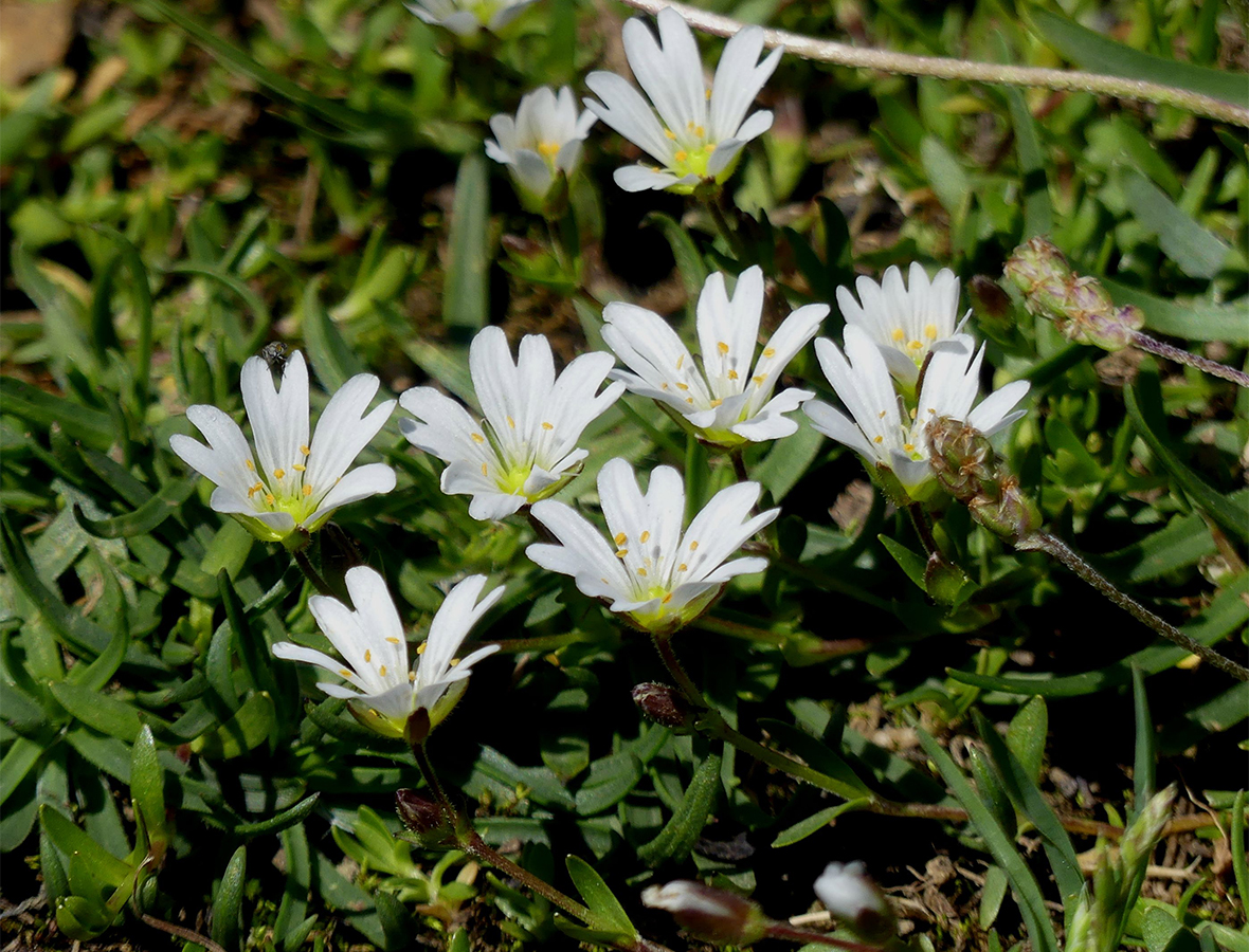 Cerastium cerastoides (Caryophyllaceae)